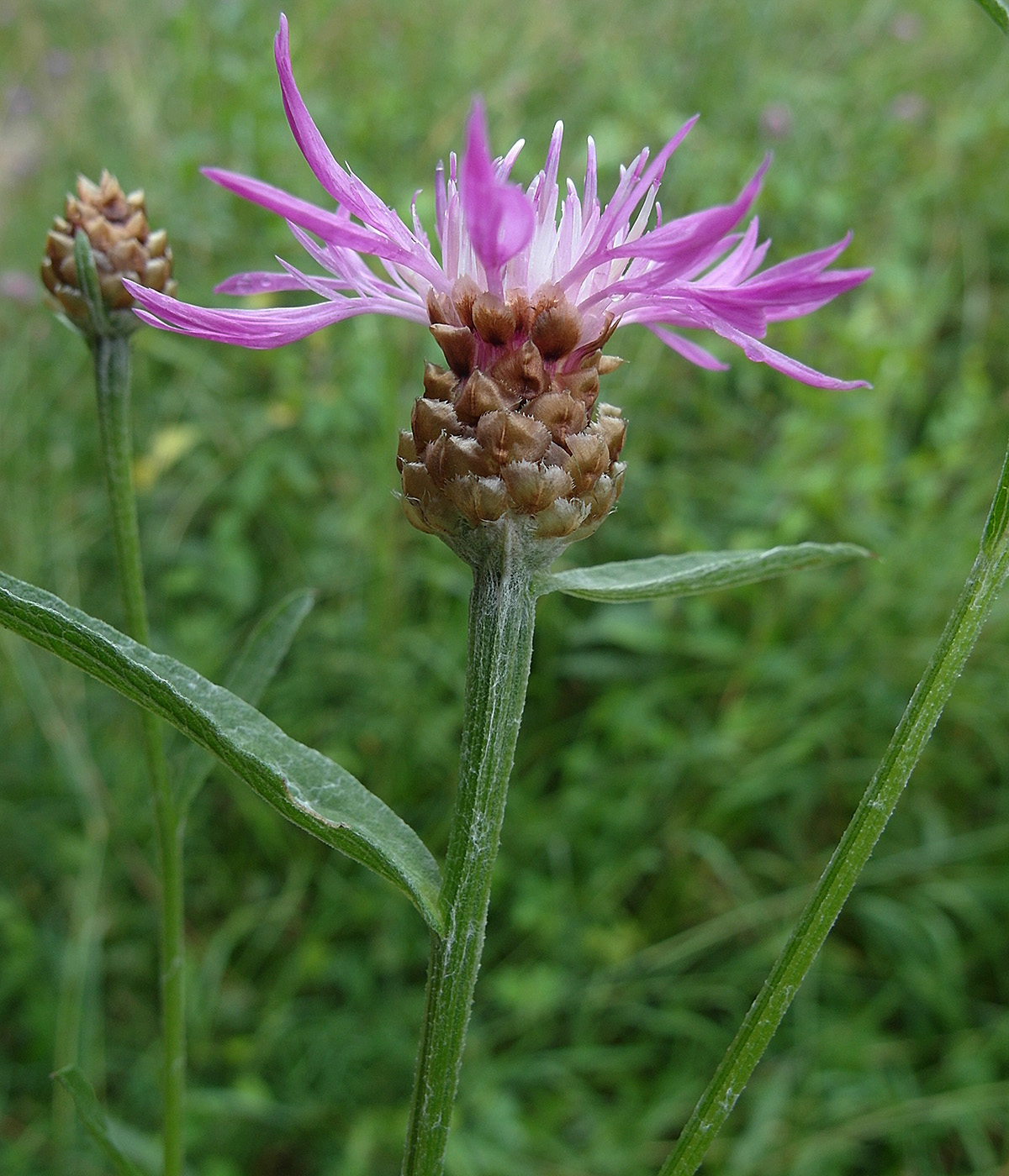 Image of Centaurea jacea specimen.