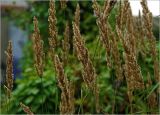 Calamagrostis epigeios