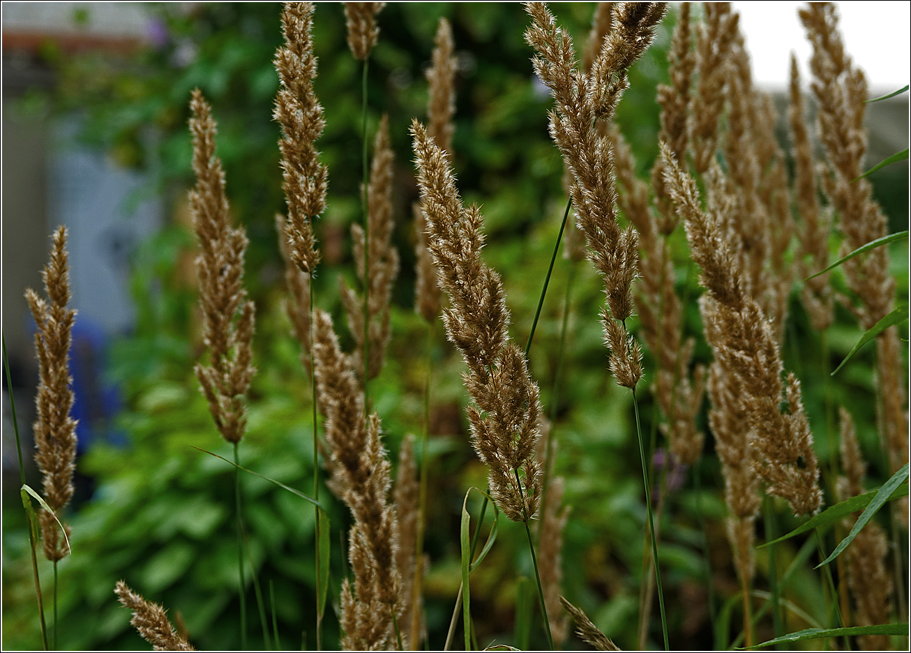 Изображение особи Calamagrostis epigeios.