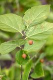 Celtis occidentalis. Верхушка веточки с созревающими плодами. Ростовская обл., Аксайский р-н, окр. хут. Александровка, бровка каменистого степного склона. 24.07.2024.