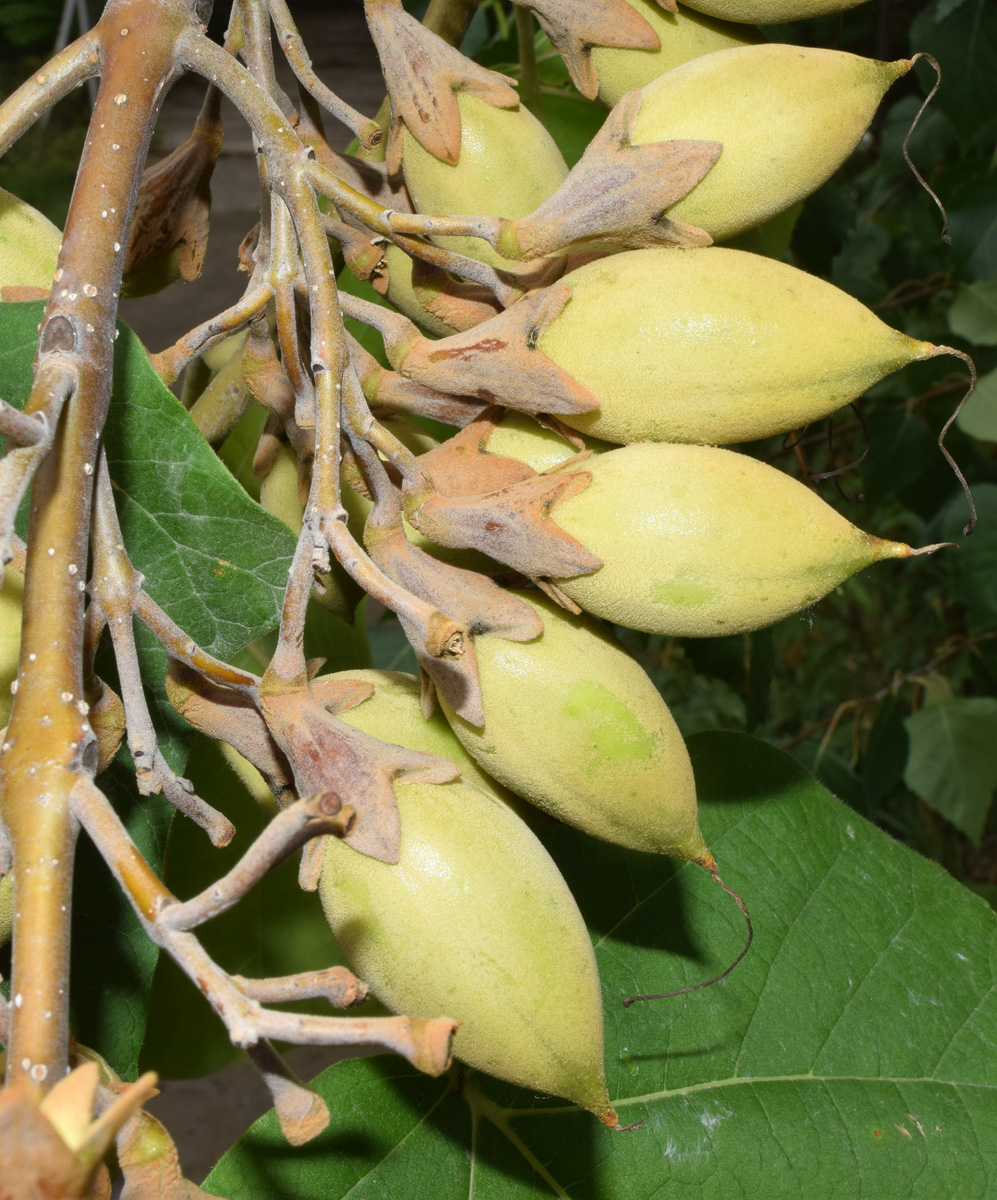 Image of Paulownia tomentosa specimen.