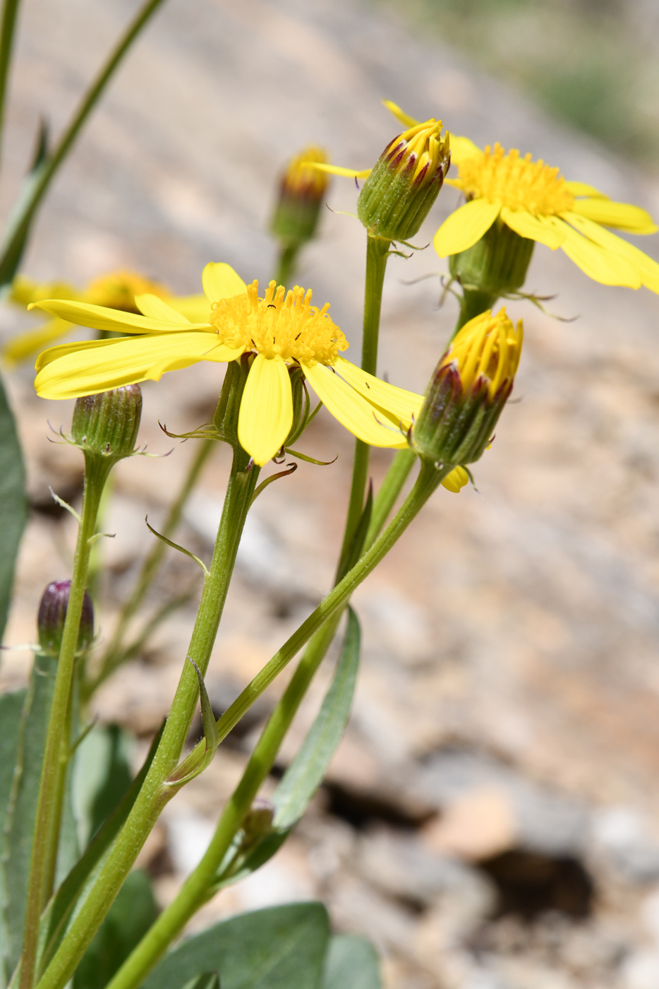 Изображение особи Senecio paulsenii.