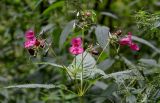 Impatiens glandulifera. Верхушка побега с соцветиями с бутонами, цветками и плодами. Московская обл., Волоколамский гор. округ, долина р. Каменка, опушка смешанного леса. 17.08.2024.