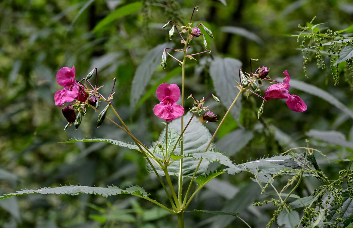 Image of Impatiens glandulifera specimen.