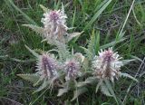 Pedicularis olgae