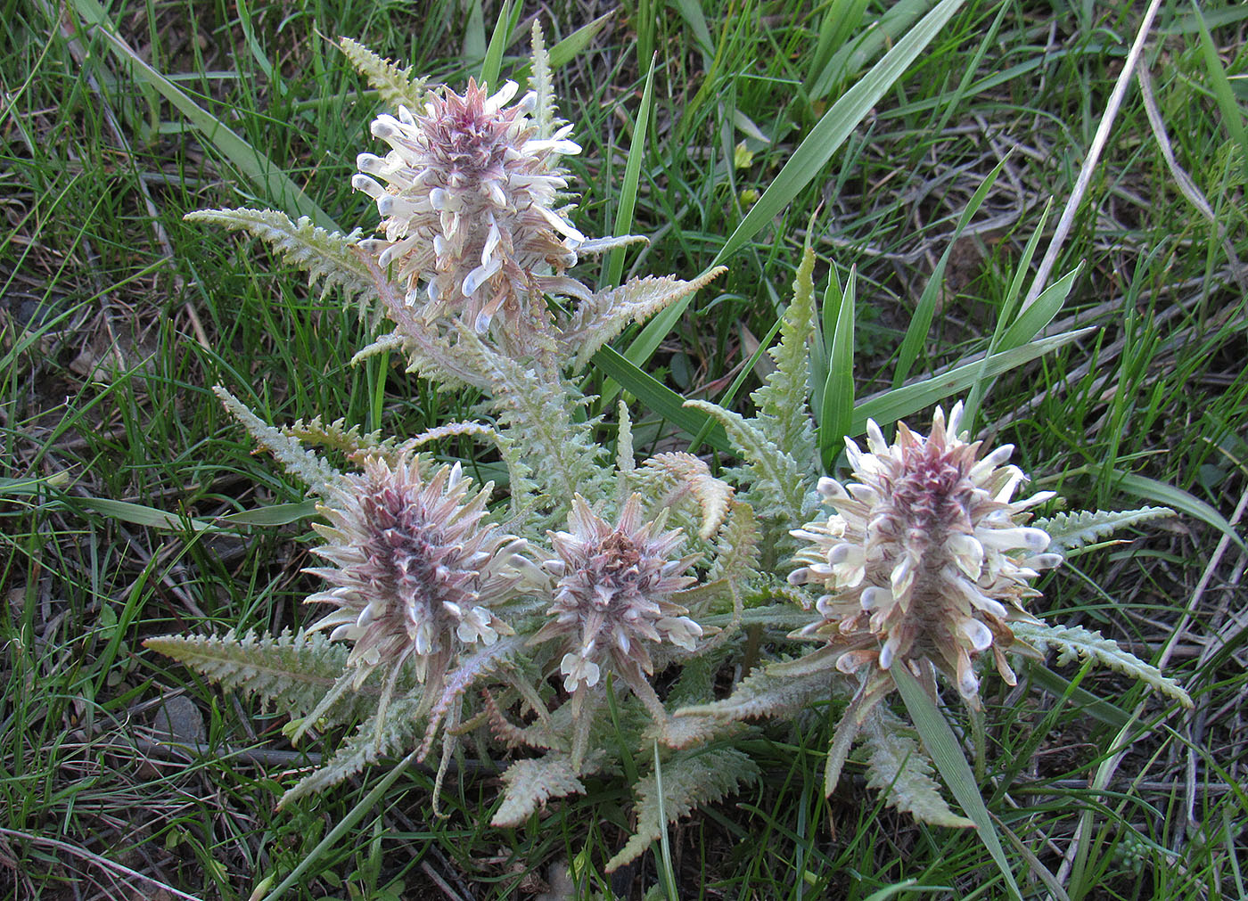 Изображение особи Pedicularis olgae.