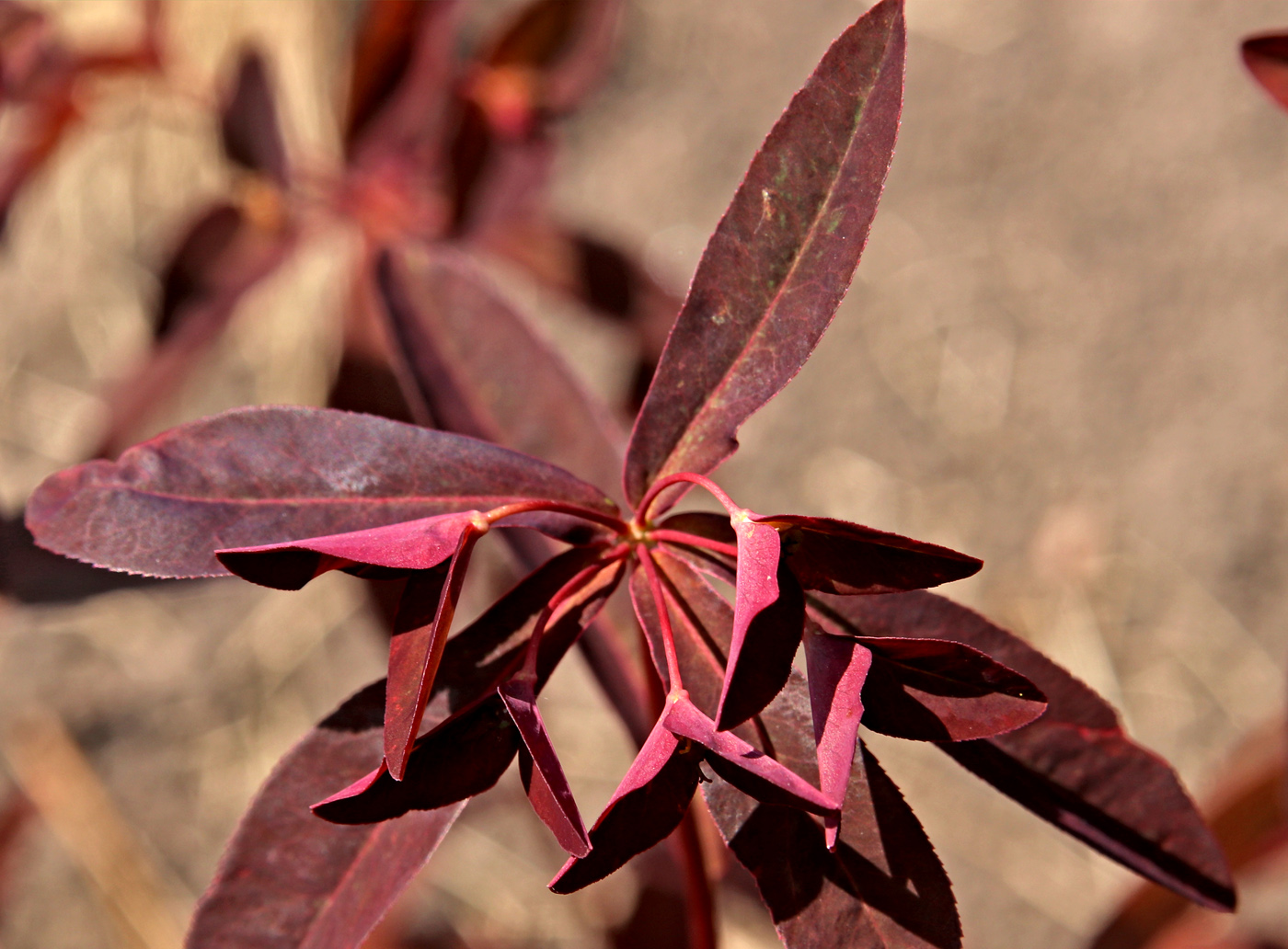 Image of Euphorbia dulcis specimen.