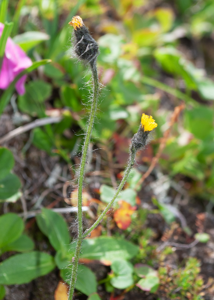 Изображение особи Hieracium triste.