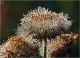 Inula helenium