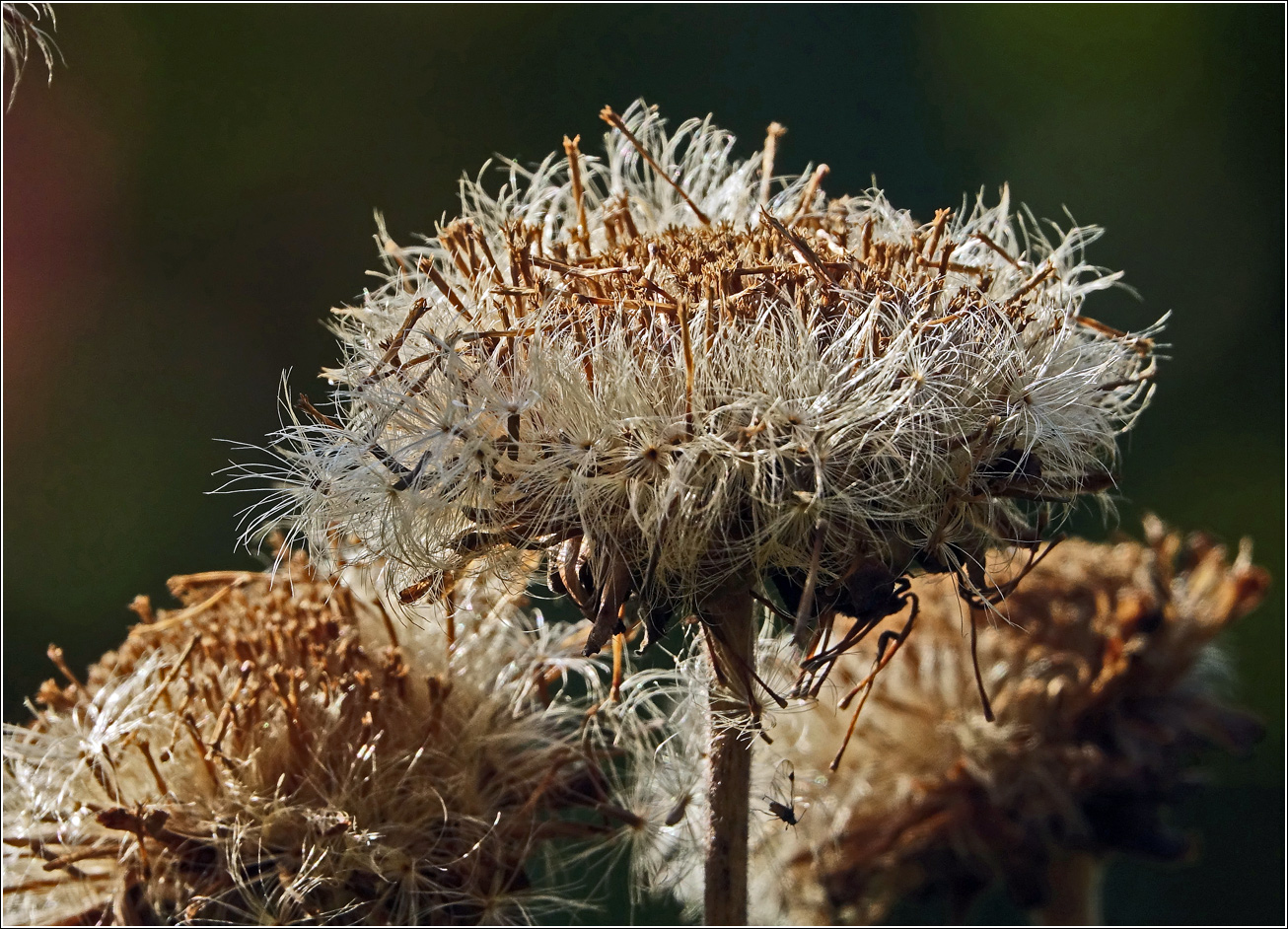 Image of Inula helenium specimen.