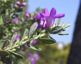 Leucophyllum frutescens. Верхушка побега с цветком и завязями ('Green Cloud'). Испания, автономное сообщество Каталония, провинция Жирона, комарка Баш-Эмпорда, муниципалитет Палафружель, ботанический сад \"Кап-Роч\". 25.08.2024.