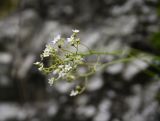 Saxifraga cartilaginea. Соцветие. Чечня, Шаройский р-н, левый берег р. Цесиахк в 430 м выше водопада Цеси, на скале. 27 июня 2024 г.