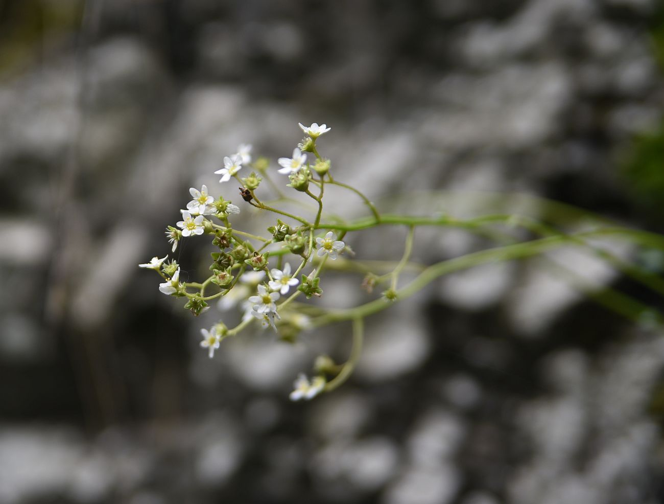 Изображение особи Saxifraga cartilaginea.