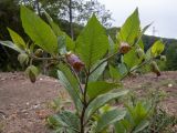 Atropa bella-donna