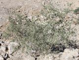 Tetraena dumosa. Зацветающий куст. Израиль, юг Иудейской пустыни, каменистый склон к Мёртвому морю. 21.02.2011.