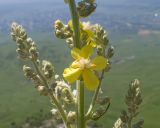 Verbascum lychnitis