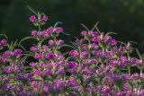 Phlomis pungens