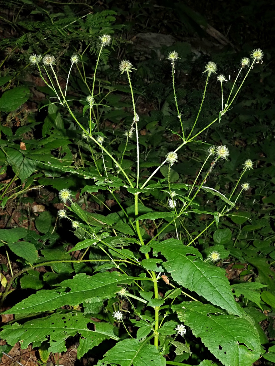 Изображение особи Dipsacus pilosus.