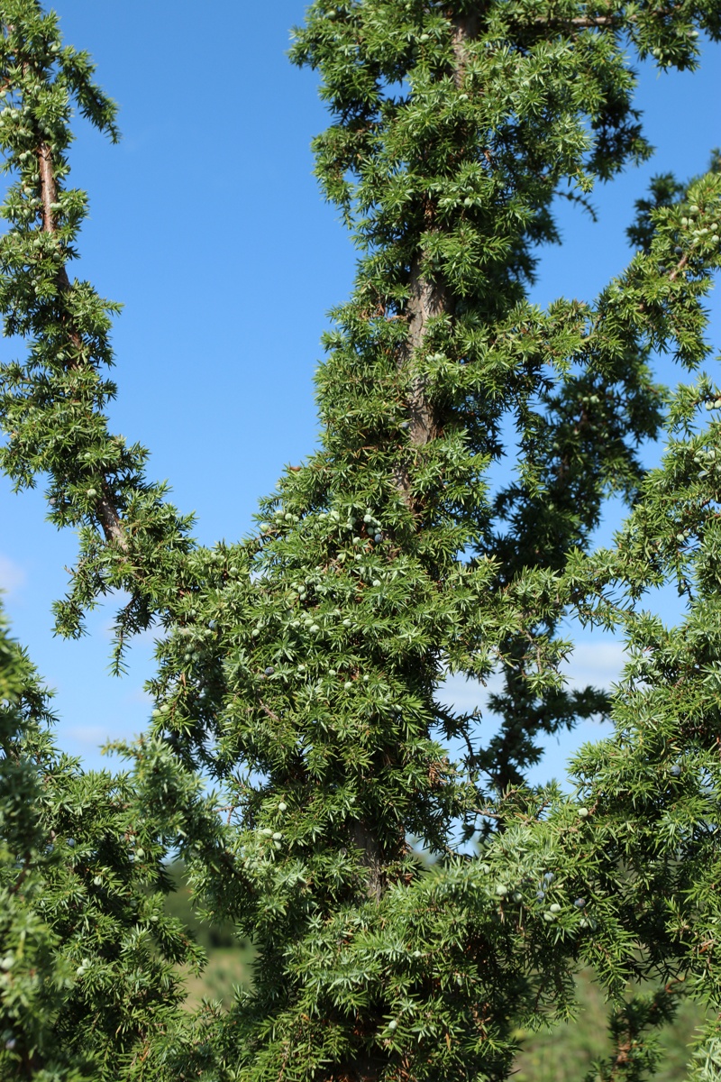 Image of Juniperus communis specimen.