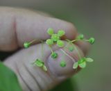 Euonymus latifolius. Цветок. Республика Адыгея, Майкопский р-н, левый борт долины руч. Сюк рядом с переправой, широколиственный лес. 2 мая 2018 г.