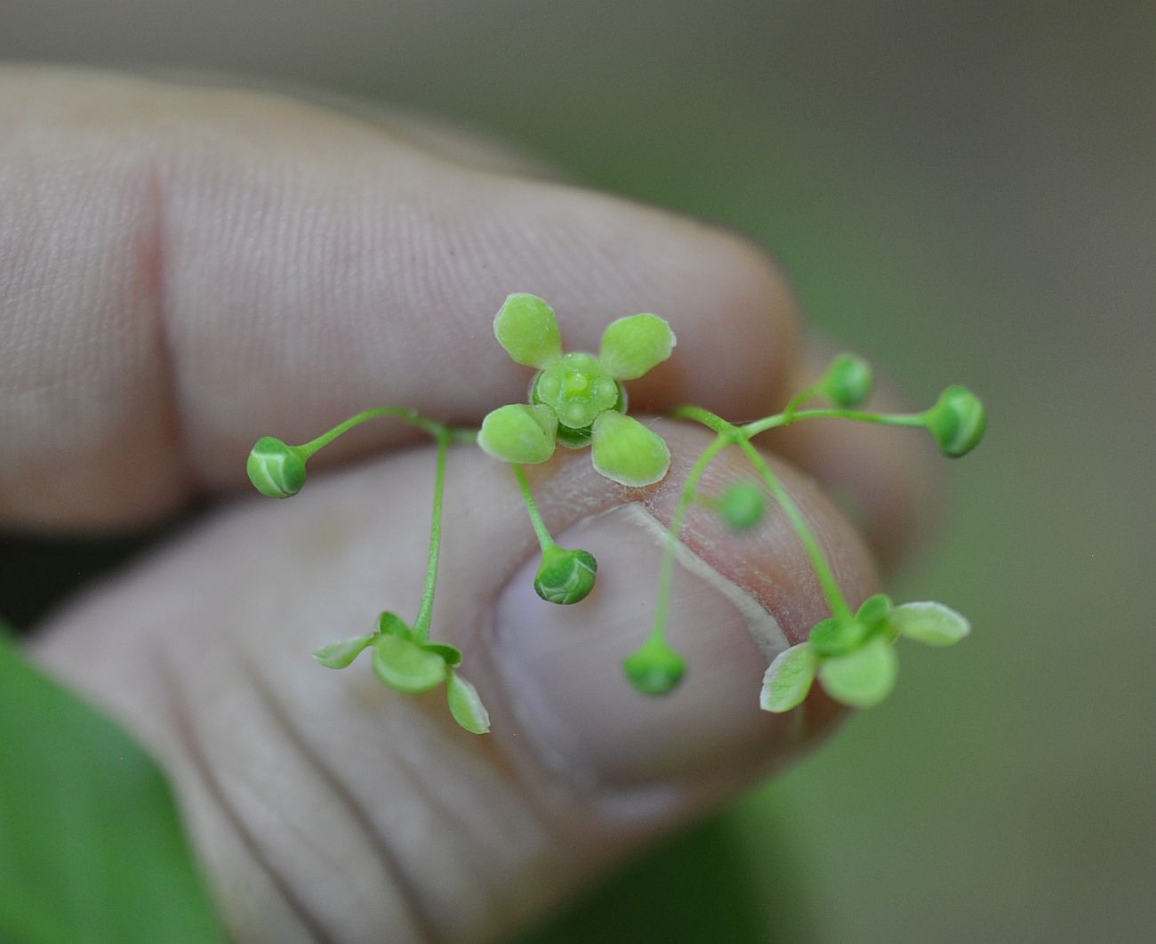 Image of Euonymus latifolius specimen.