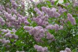 Смотреть изображение Syringa × henryi