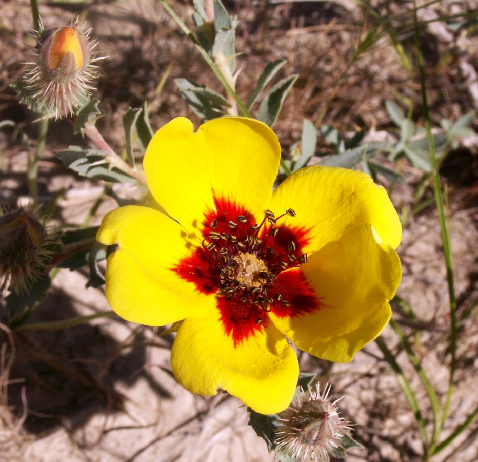 Image of Rosa persica specimen.