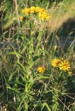 View full-size image Inula salicina