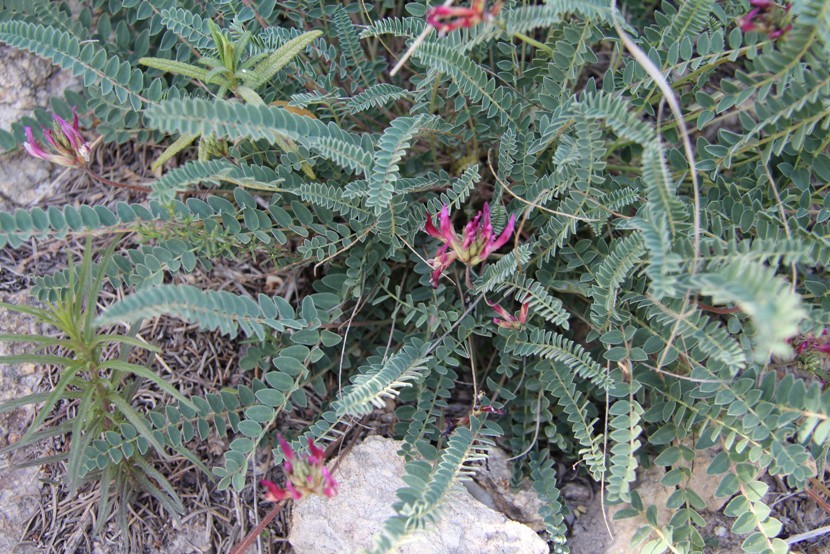 Изображение особи Astragalus monspessulanus.