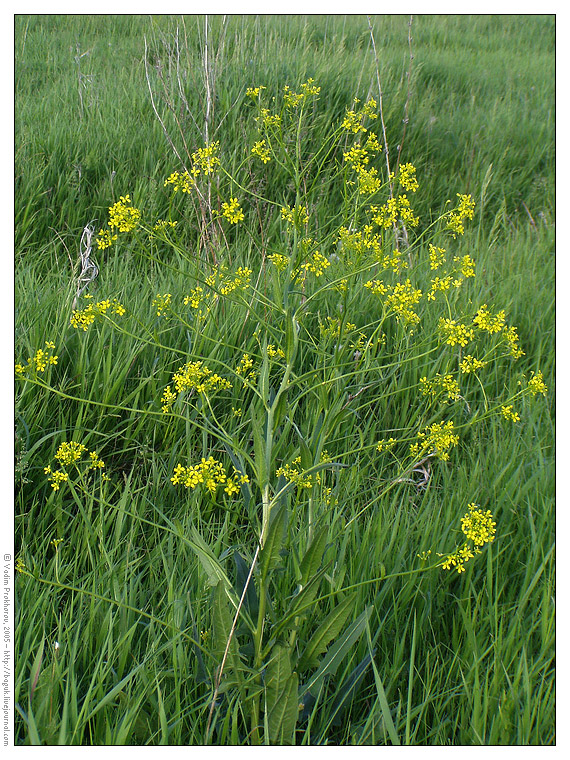 Image of Bunias orientalis specimen.