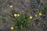 View full-size image genus Helianthemum