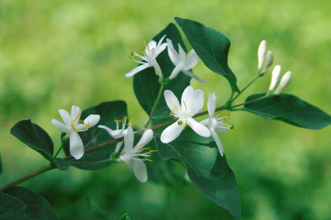 Image of Lonicera tatarica specimen.