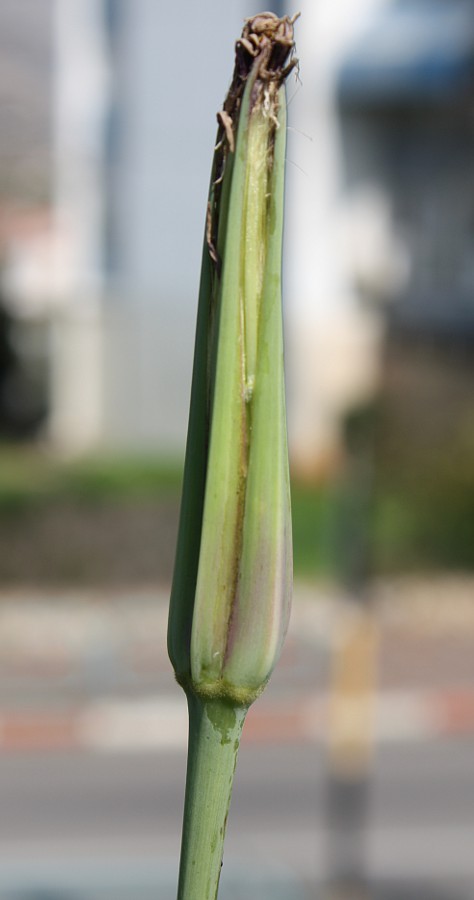 Изображение особи Tragopogon porrifolius ssp. longirostris.