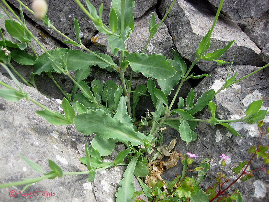 Image of Oberna crispata specimen.