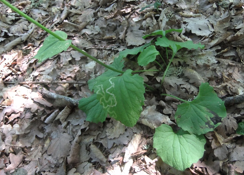 Изображение особи Doronicum orientale.