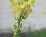 Linaria ruthenica. Часть соцветия. Краснодарский край, Кущёвский р-н, станица Шкуринская, хоз. двор. 25.06.2011.