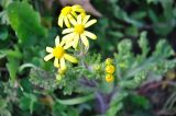 Senecio vernalis