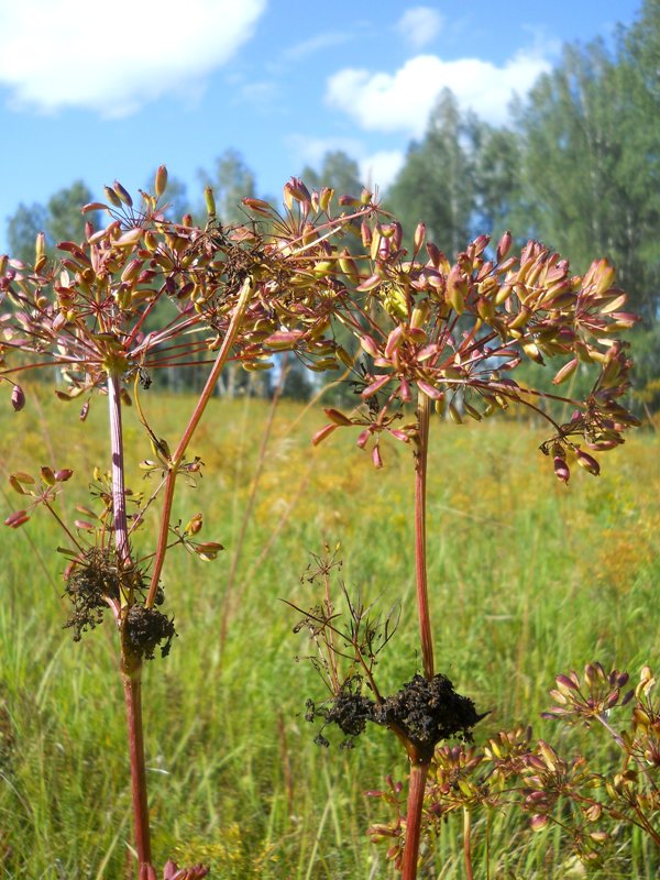 Image of Peucedanum morisonii specimen.