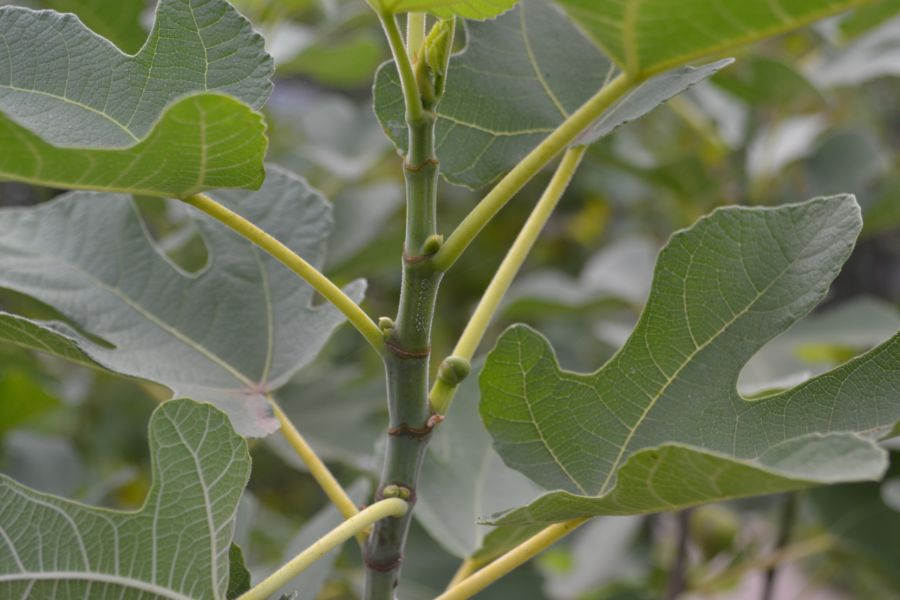 Image of Ficus carica specimen.