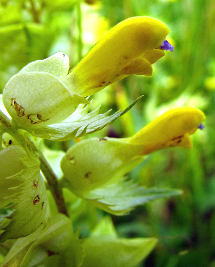 Image of Rhinanthus vernalis specimen.