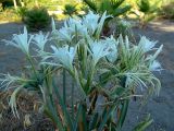 Pancratium maritimum. Цветущие растения. Турция, территория гостиницы. 08.09.2007.