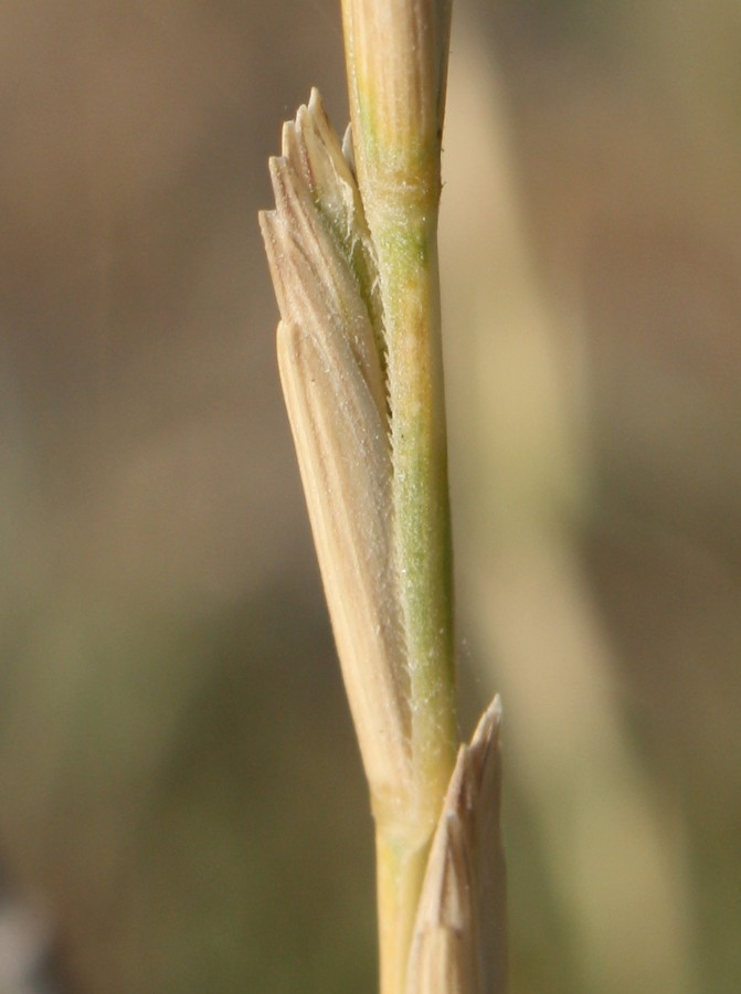 Изображение особи Elytrigia obtusiflora.