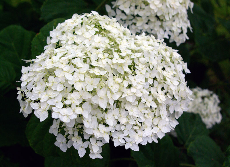 Image of Hydrangea arborescens specimen.