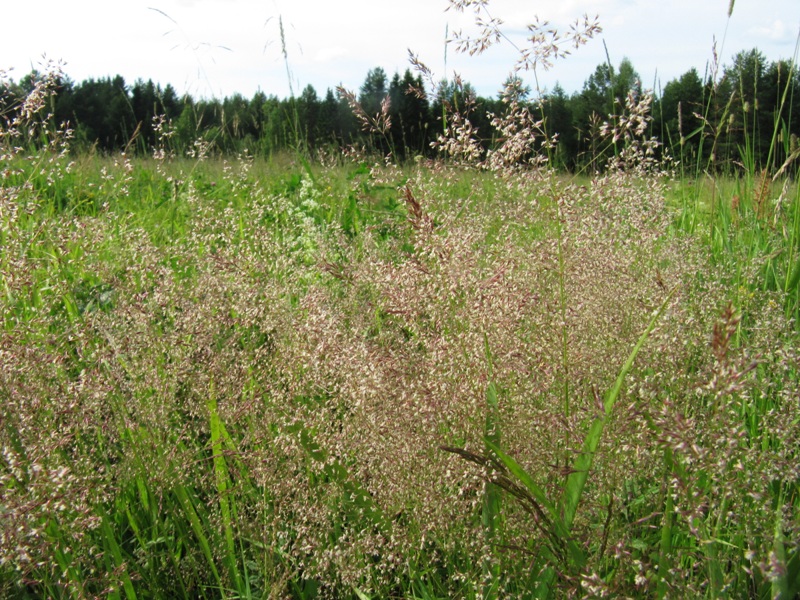 Изображение особи род Agrostis.