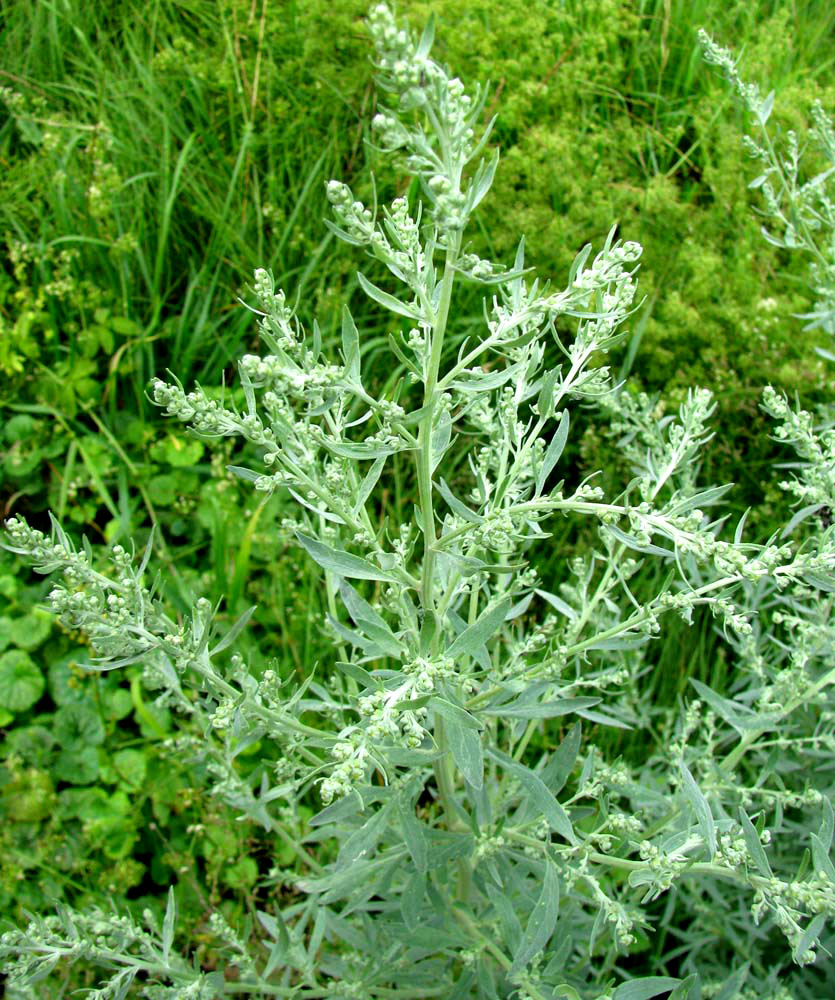 Image of Artemisia absinthium specimen.