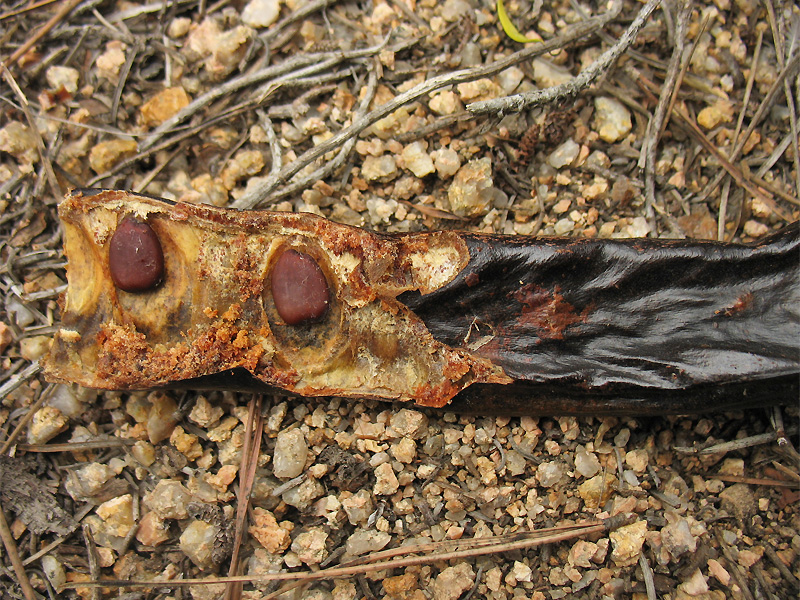 Image of Ceratonia siliqua specimen.