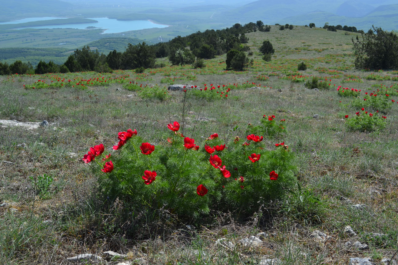 Image of Paeonia tenuifolia specimen.