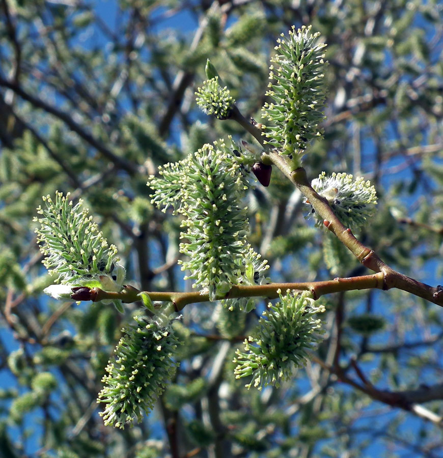 Image of Salix caprea specimen.