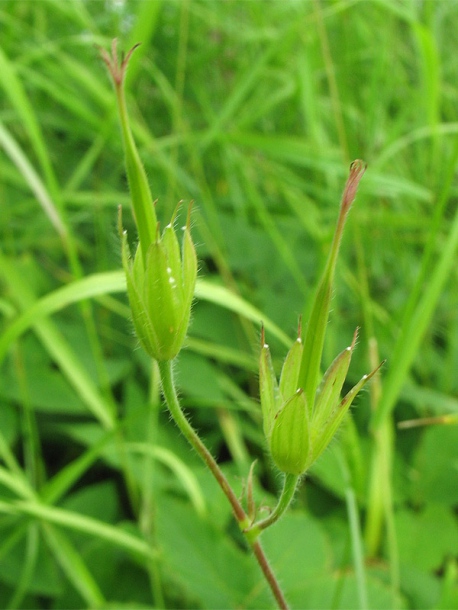 Image of Geranium endressii specimen.