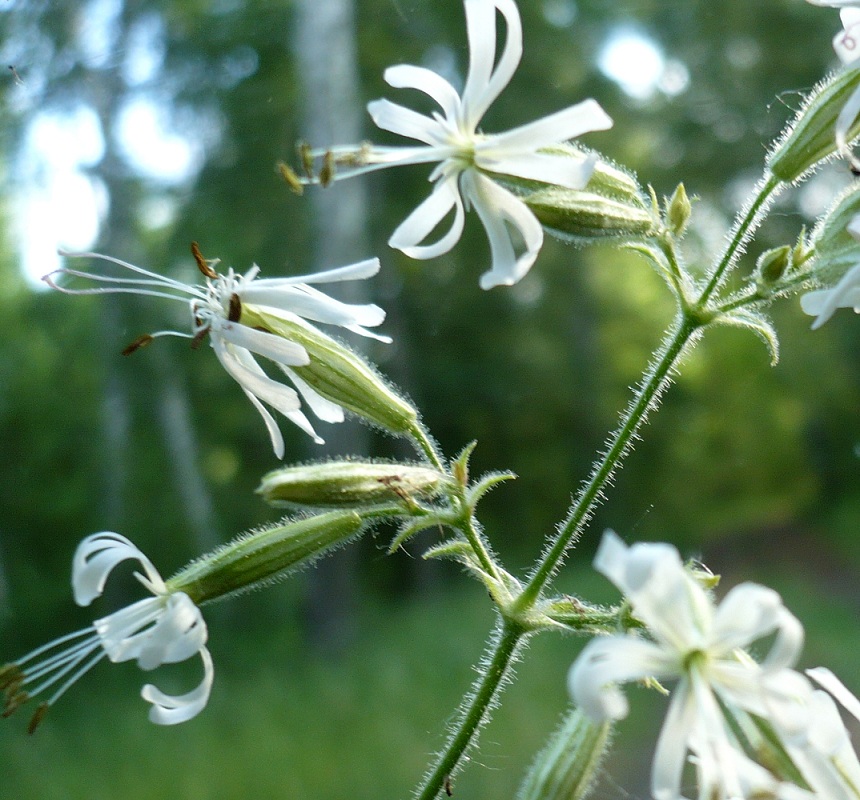 Изображение особи Silene nutans.